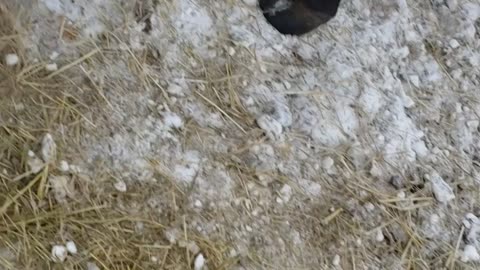 Fun On The Farm - Morning Chores with the Ladies