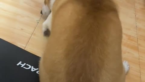 On Corgi's sense of ritual before going to bed every night？