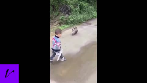 A kid taking a stroll with a spiky friend.