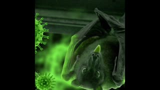 Why these bats don’t get sickness.🦇