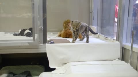 Dog And Cheetah Are Still Best Friends Years After Meeting As Babies