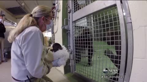 Baby Gorilla Reunites With Mother
