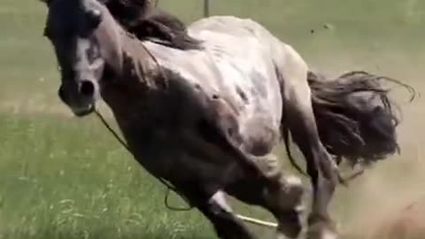 Wild Horse Animal Running #shorts #ytshorts #shortsfeed #shortfeed #beta #youtube #viral #gk #short