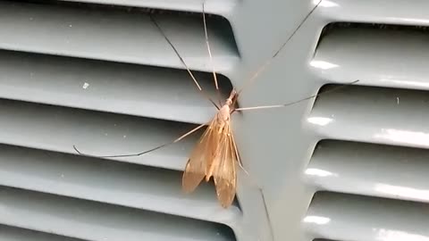 Stunned A Crane Fly | The Rural Outdoors