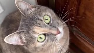KITTY CAT FUNNY ANIMAL VIDEO