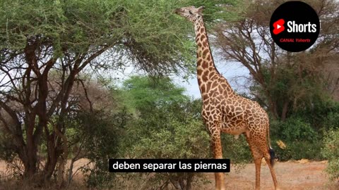 Documental sobre Jirafa 🦒