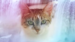 Kool Kat Vibes Presents Dreamy Waterfall: 12 Hours of Chill-out Music and Relaxing Feline Images