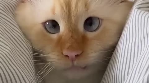 funny cat