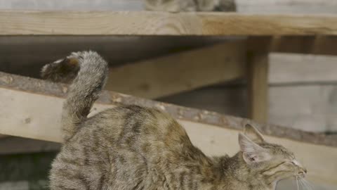 A cat yawing and stretching starting a new day