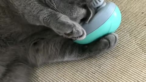 Cat massage