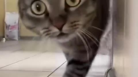 Cat dancing video