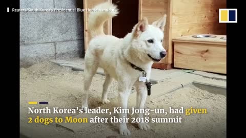 Former South Korean leader Moon Jae-in to give up dogs given by Kim Jong-un