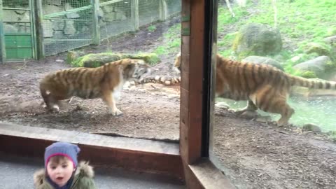 Dublin Zoo wake up call - tiger fight