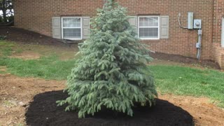 Christmas Tree Planting Hagerstown MD Live B&B