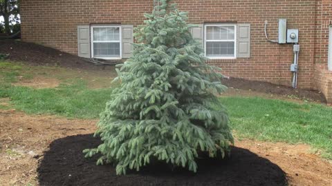 Christmas Tree Planting Hagerstown MD Live B&B