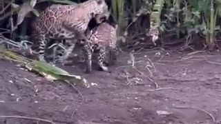 Jaguar and its cubs in the Pantanal