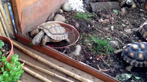 Tortuguero, terrario para tortugas chilensis