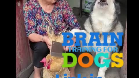 Brain Training for Dogs - To Eliminate Bad Behavior