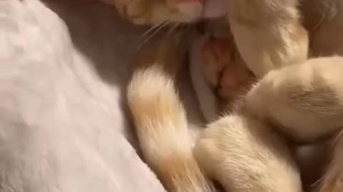 😂funny animal videos that i found for you 😂