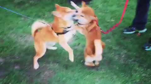 Two dogs are fighting, but the owner is standing beside them