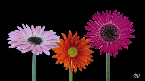 Blooming Flowers Timelapse