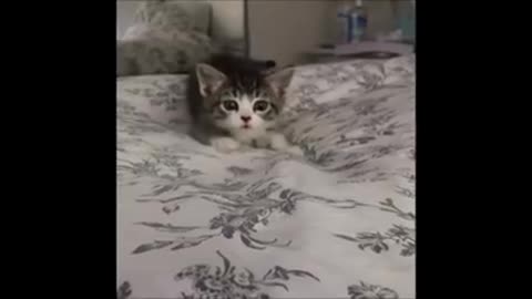 Cat Video...