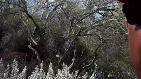 The "Hotel in the desert", the Saguaro Cactus in Arizona home for birds.