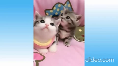 funny#shorts awesome cute dogs& funny cats compilation #5