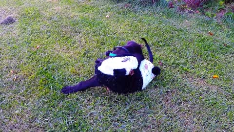 Puppy in adorable panda costume bounces and somersaults