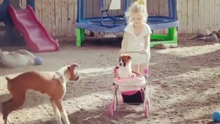 Boxer Puppies Play with Stroller