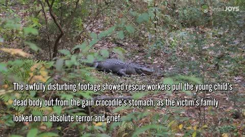 8 Year Old Dead Body Found Inside a Crocodile