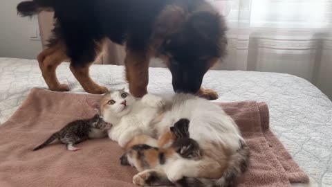 German Shepherd Puppy Meets Mom Cat