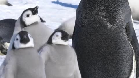 Sleepy Chick 😴 Penguin can sleep while standing