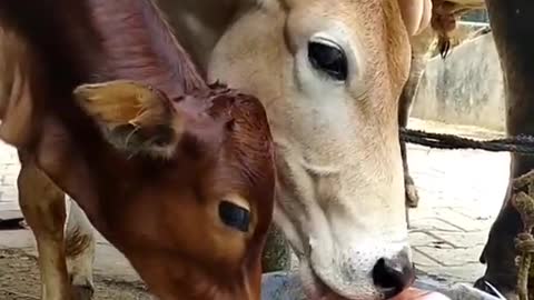 When Rescued Cows Love Attention As Us