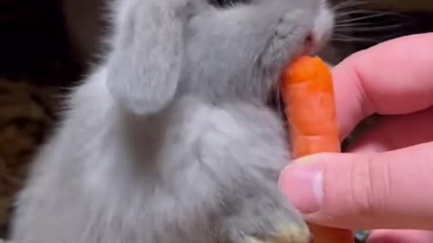 Cute baby bunny eating carrot