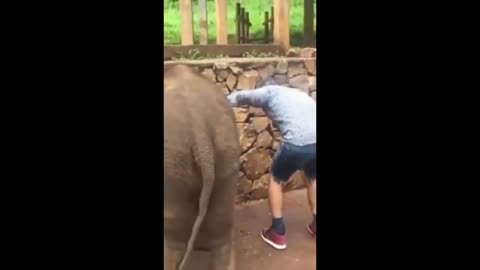 Look at the elephant's prank🤣🤣🤣। elephant. animals