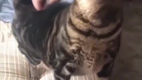 Cat Fails Compilation | Funny Cat Video | Cute Cat