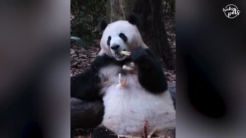 Famous scene of giant panda