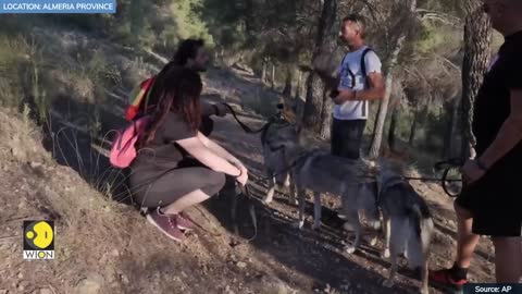 Walking with wolves in Southern Spain | WION EDGE