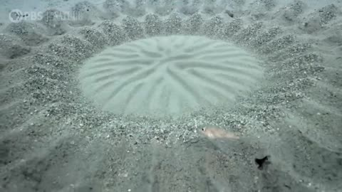Pufferfish Builds Sand Sculpture for Mating