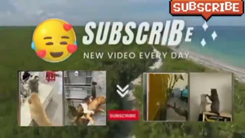 Funny Animal Videos 2022 😂 - Funniest Cats And Dogs Video 😺😍part #50 #funny #Animals @wowanimals794