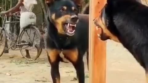 Hilarious Street Dog Mirror Prank: Pawsitively Confused Reactions! Funny!