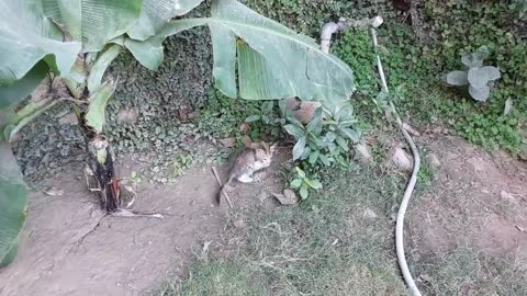 Mother Cat Hisses At Stranger Kitty And Walking And Enjoying Without Her Kittens