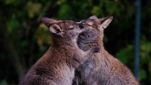 Kangaroos cuddle marsupials