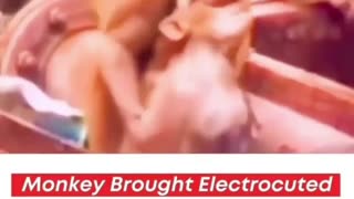 MONKEY BROUGHT ELECTROCUTED FRIEND BACK TO LIFE