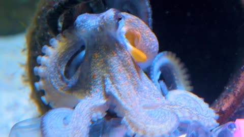 octopus: Camouflage and Intelligence