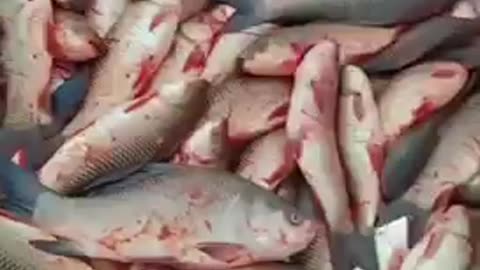 Fish form