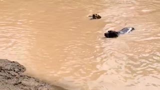 Synchronized Dog Diving