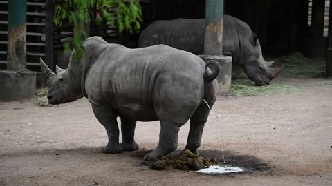 Rhinoceros-pee-pee