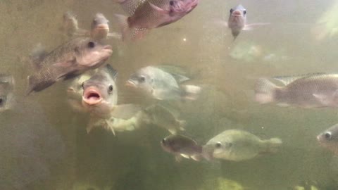 Tilapia fish in a large tank